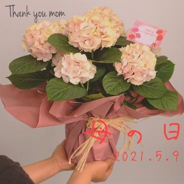 母の日は5月9日 GWは花安へ！｜「花安」　（和歌山県和歌山市の花キューピット加盟店 花屋）のブログ